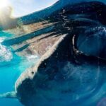 Private Whale Shark Ecofriendly Tour from Riviera Maya - The Experience in Detail