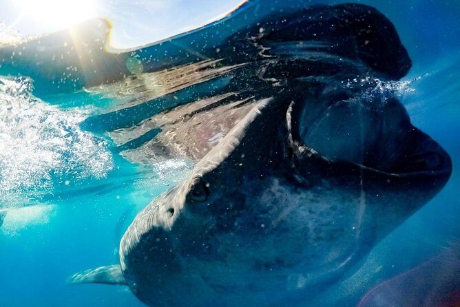 Private Whale Shark Ecofriendly Tour from Riviera Maya - The Experience in Detail
