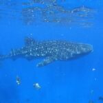 Private Whale Shark Snorkeling Activity in La Paz - Who Is This Tour Best For?