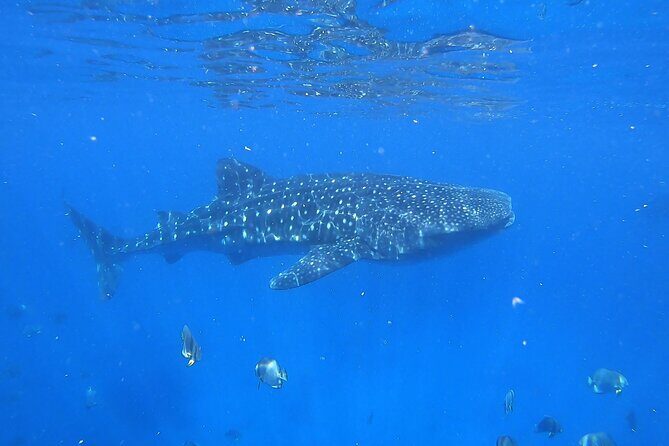 Private Whale Shark Snorkeling Activity in La Paz - Who Is This Tour Best For?