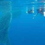 Private Whale Shark Tour from Cancun - Why This Tour Stands Out