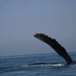 Private whale watching in mazatlan - The Itinerary in Detail