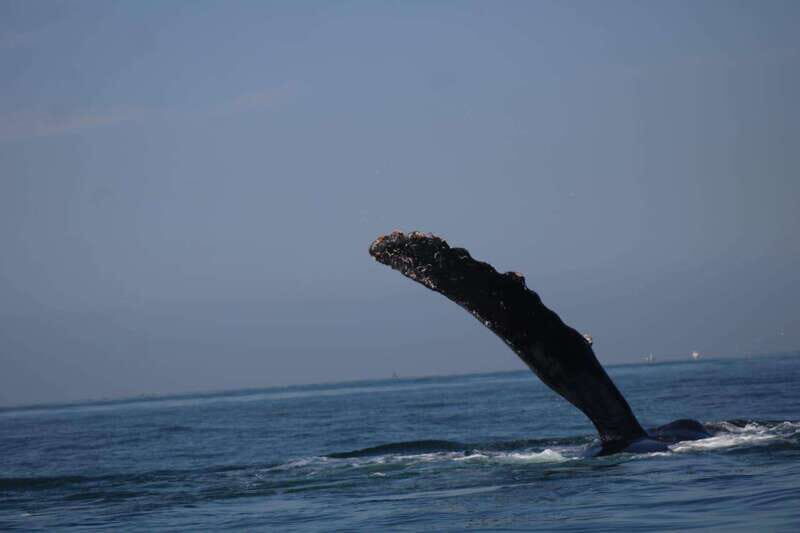 Private whale watching in mazatlan - The Itinerary in Detail