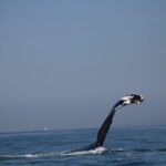 Private whale watching in Puerto Vallarta for 3 Hours - Who Should Consider This Tour?