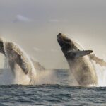 Private Whale Watching in San José del Cabo - The Price and Value for Money