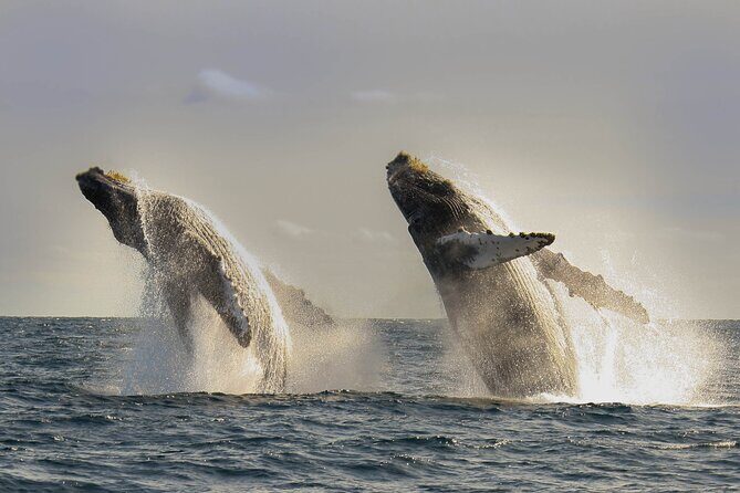 Private Whale Watching in San José del Cabo - The Price and Value for Money