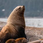 Private Whale Watching Nanaimo - Open Boat - Is This Tour Worth the Price?