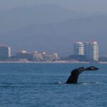 Private Whale watching Puerto Vallarta - A Step-by-Step Breakdown of the Itinerary