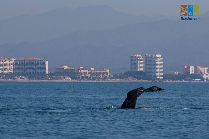 Private Whale watching Puerto Vallarta - A Step-by-Step Breakdown of the Itinerary