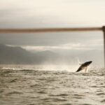 Private Whale Watching Sailing Tour - The Value of a Private Tour