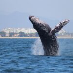 Private Whale Watching Tour in Puerto Vallarta - Why This Tour Is a Great Choice