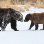 Private Whittier Cruise Transit Tour With AWCC - Practical Considerations