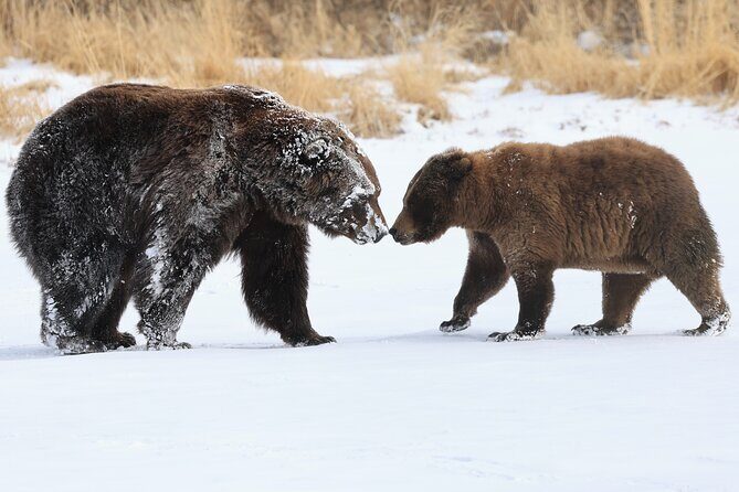 Private Whittier Cruise Transit Tour With AWCC - Practical Considerations
