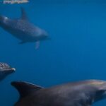 Private Wild Dolphin Encounter Day Trip - What Reviews Say About the Experience