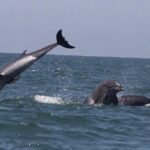 Private Wild Dolphin Encounter in Puerto Vallarta - The itinerary: what to expect