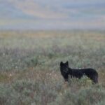 Private Wildlife Safari from West Yellowstone with Lunch - Cost, Value, and Additional Considerations