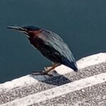 Private Xochimilco Boat Ride, Food & Mariachi from Mexico City - Practical Details: What’s Included and What to Keep in Mind