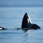 Private Zodiac Whale Watching Tour from Victoria - What Makes This Tour Stand Out?