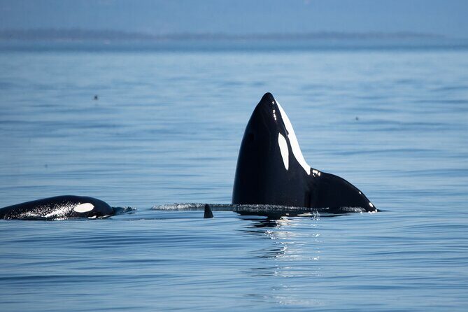 Private Zodiac Whale Watching Tour from Victoria - What Makes This Tour Stand Out?