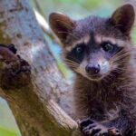 Progreso, Isla Columpios and El Corchito from Merida - FAQs