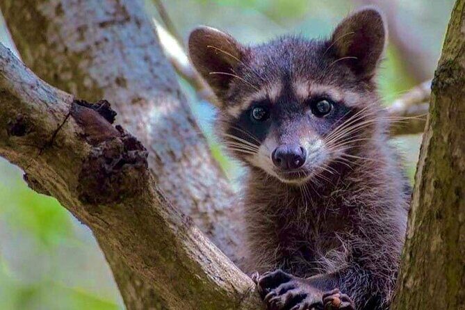 Progreso, Isla Columpios and El Corchito from Merida - FAQs