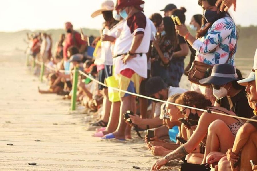 Puerto Escondido: Baby Turtle Release Tour - Educational Insights and Conservation Impact