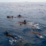 Puerto Escondido: Boat Tour among Dolphins and Turtles - Who Would Love This Tour?