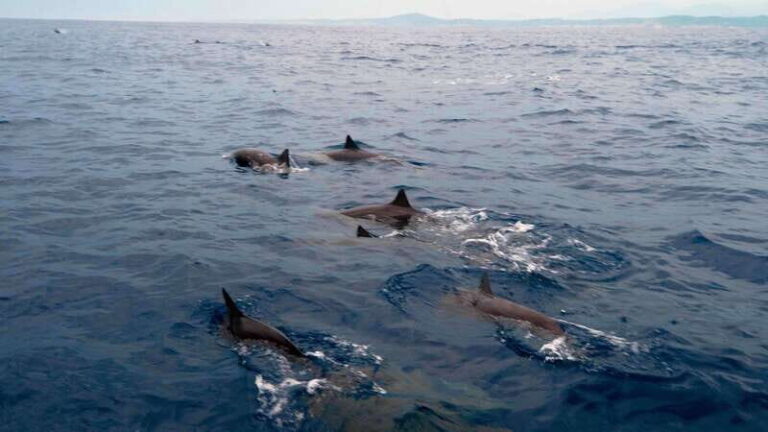 Puerto Escondido: Boat Tour among Dolphins and Turtles - Who Would Love This Tour?