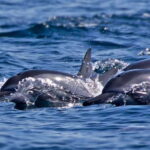 Puerto Escondido: Family Private Boat Tour - The Experience in Detail