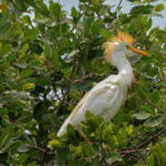 Puerto Escondido: Oaxaca Coast Wildlife Ecotour - An In-Depth Look at the Oaxaca Coast Wildlife Ecotour