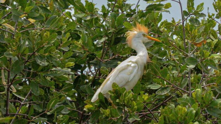 Puerto Escondido: Oaxaca Coast Wildlife Ecotour - An In-Depth Look at the Oaxaca Coast Wildlife Ecotour