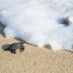 Puerto Escondido: Turtle Release Experience - Why the Experience Is Worth It