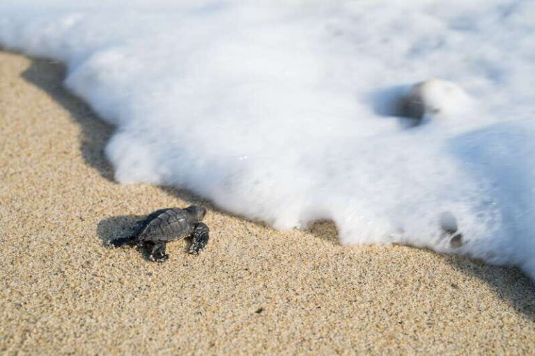 Puerto Escondido: Turtle Release Experience - Why the Experience Is Worth It