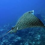 Puerto Morelos: Diving at Puerto Morelos Reef - Who Will Love This Tour?