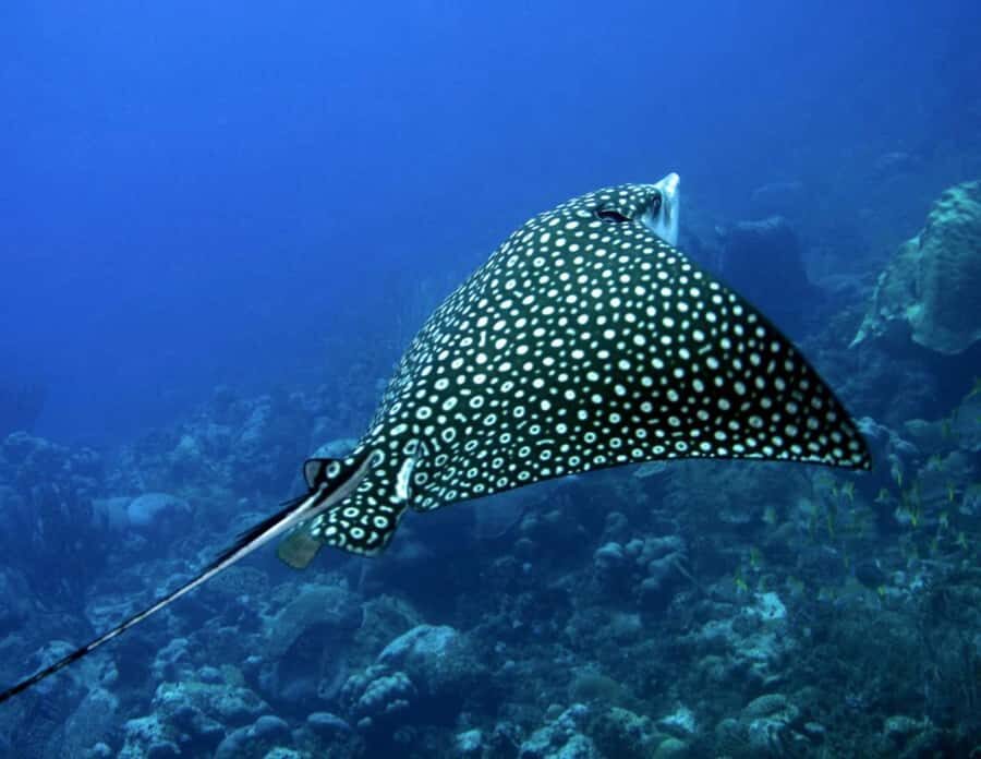 Puerto Morelos: Diving at Puerto Morelos Reef - Who Will Love This Tour?