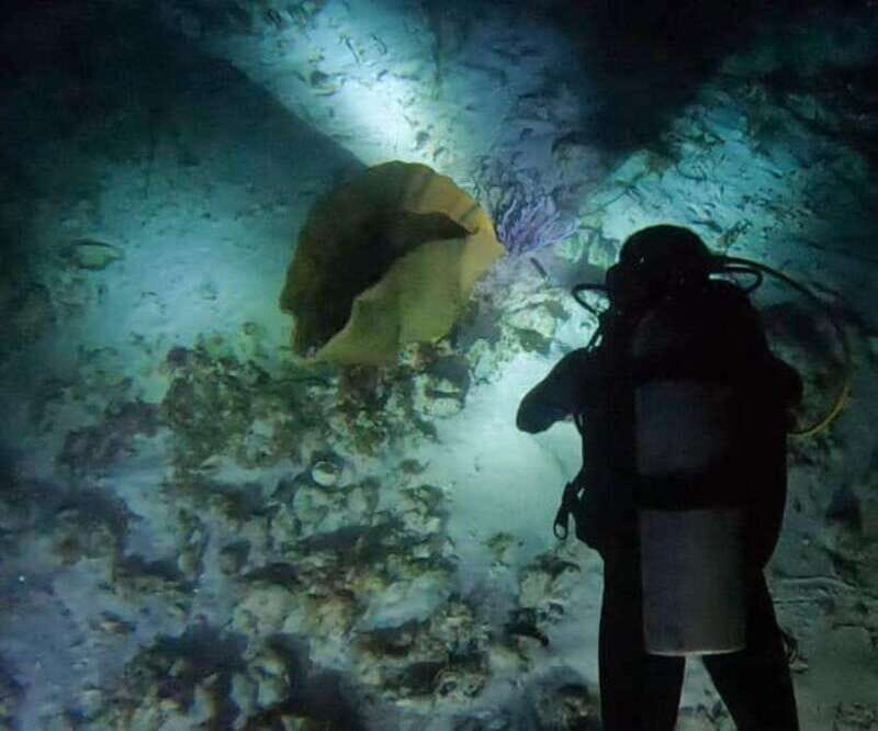 Puerto Morelos: Ojo de Agua Night Dive for Certified Divers - Why Choose This Night Dive?