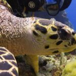 Puerto Morelos Reef Snorkel, 2 stops , local tacos, small groups! - What Travelers Are Saying: Authentic Insights