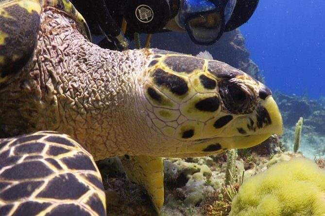 Puerto Morelos Reef Snorkel, 2 stops , local tacos, small groups! - What Travelers Are Saying: Authentic Insights