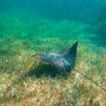 Puerto Morelos: Reef Snorkeling Trip with Beachside Lunch - The Real Traveler Perspective