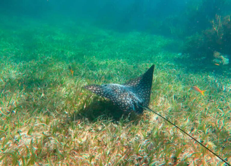 Puerto Morelos: Reef Snorkeling Trip with Beachside Lunch - The Real Traveler Perspective