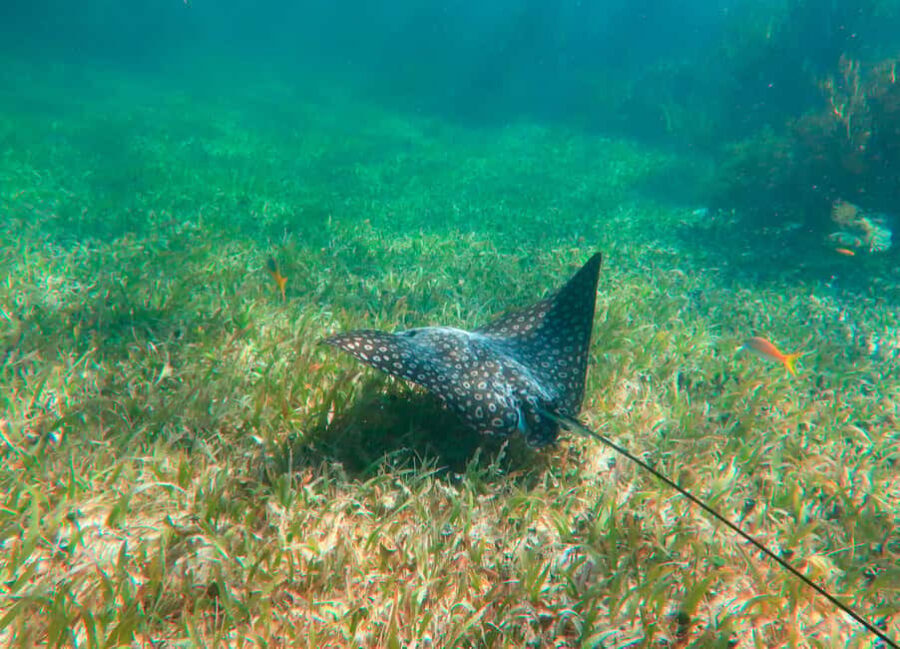 Puerto Morelos: Reef Snorkeling Trip with Beachside Lunch - The Real Traveler Perspective