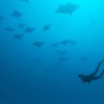 Puerto Morelos: Shipwreck and Reef Diving Tour - The Practicalities: What You Need to Know