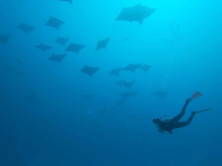 Puerto Morelos: Shipwreck and Reef Diving Tour - The Practicalities: What You Need to Know