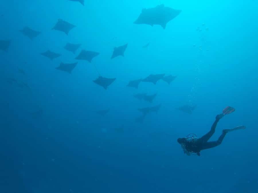 Puerto Morelos: Shipwreck and Reef Diving Tour - The Practicalities: What You Need to Know