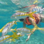 Puerto Morelos: Snorkeling at The National Reef Park - The Cost: How Well Does the Price Match the Experience?