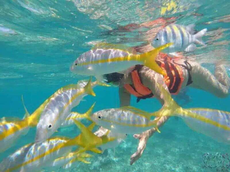 Puerto Morelos: Snorkeling at The National Reef Park - The Cost: How Well Does the Price Match the Experience?