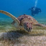 Puerto Morelos: Two Reef Dives for Certified Divers - Pricing and Value