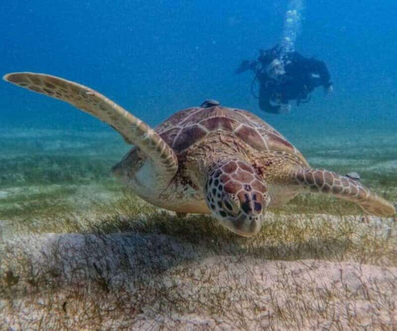 Puerto Morelos: Two Reef Dives for Certified Divers - Pricing and Value
