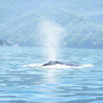 Puerto Vallarta: 3-Hour Whale Watching and Snorkeling - Real Traveler Perspectives