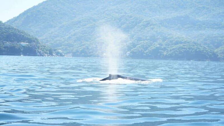 Puerto Vallarta: 3-Hour Whale Watching and Snorkeling - Real Traveler Perspectives